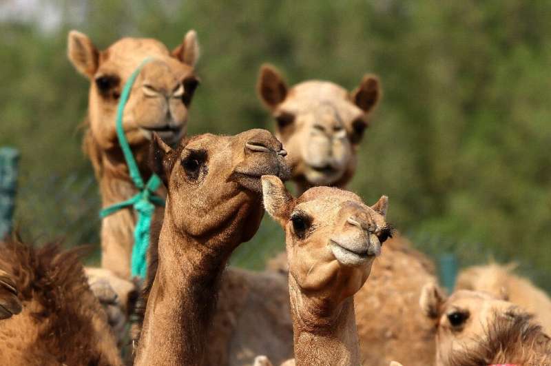 Spot the difference: cloned camel calves are big earners in the Gulf region
