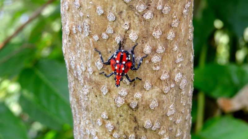 Spotted lanternfly spreading in New York state