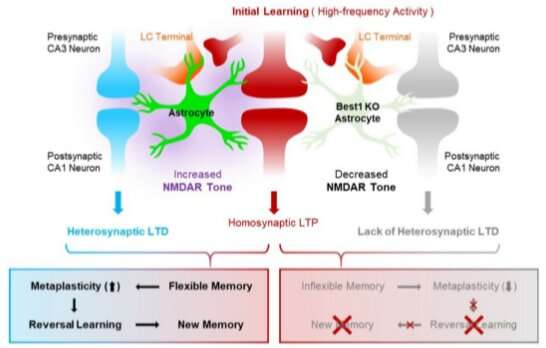 Star cells in the brain render memory flexible
