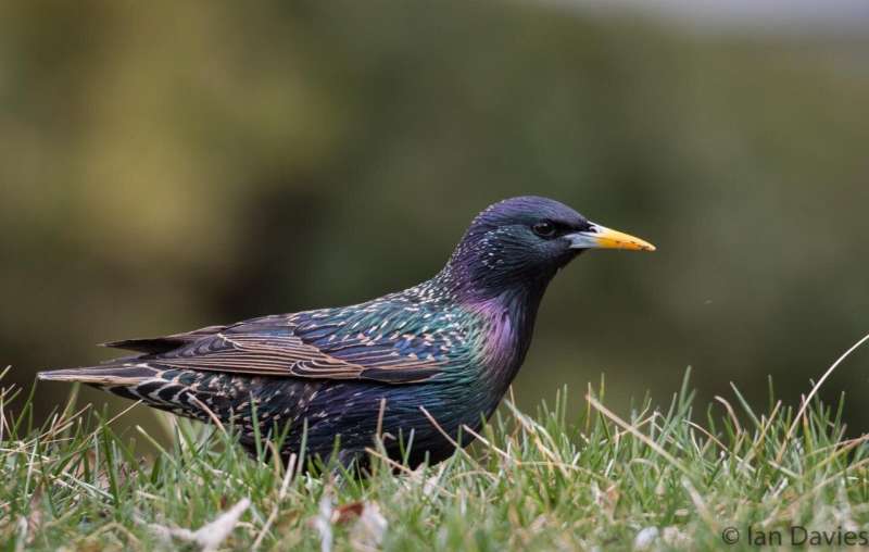 Starling success traced to rapid adaptation