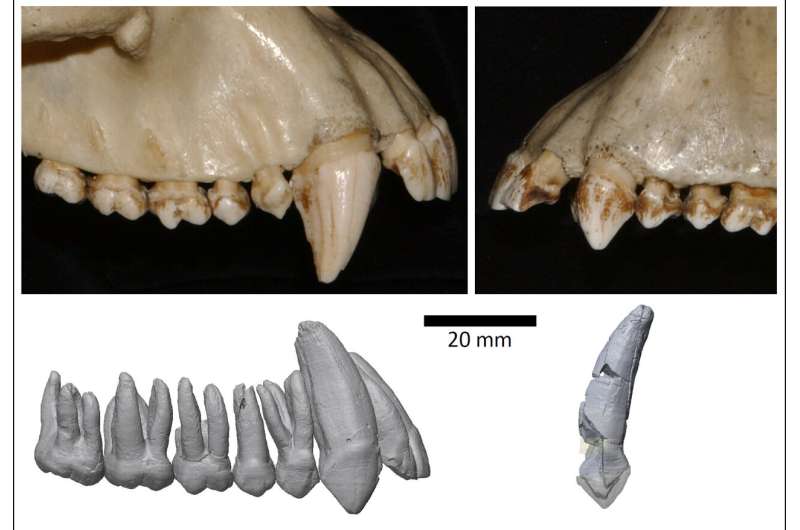 Statistical methods used to estimate when canine teeth shrunk in modern humans