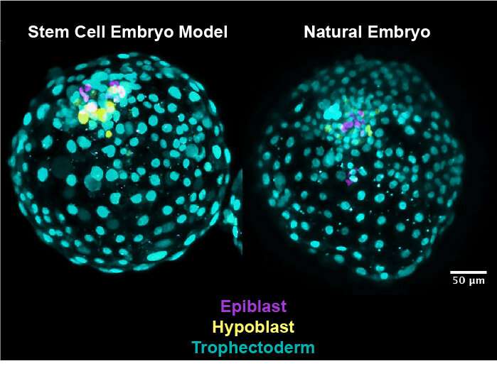 Stem cells create early human embryo structure in advance for fertility research
