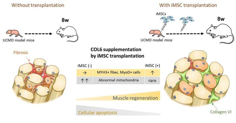 Stem cells promote recovery regeneration in mice with a rare muscle disease