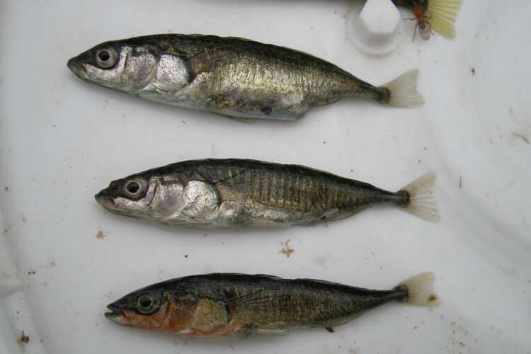 Stickleback fish provide genetic road map for rapid evolution