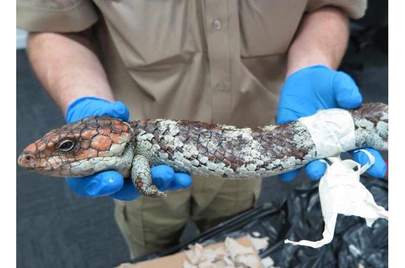 Stopping illegal trade of Aussie lizards