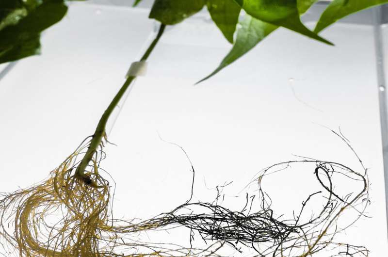Storing energy in plants with electronic roots