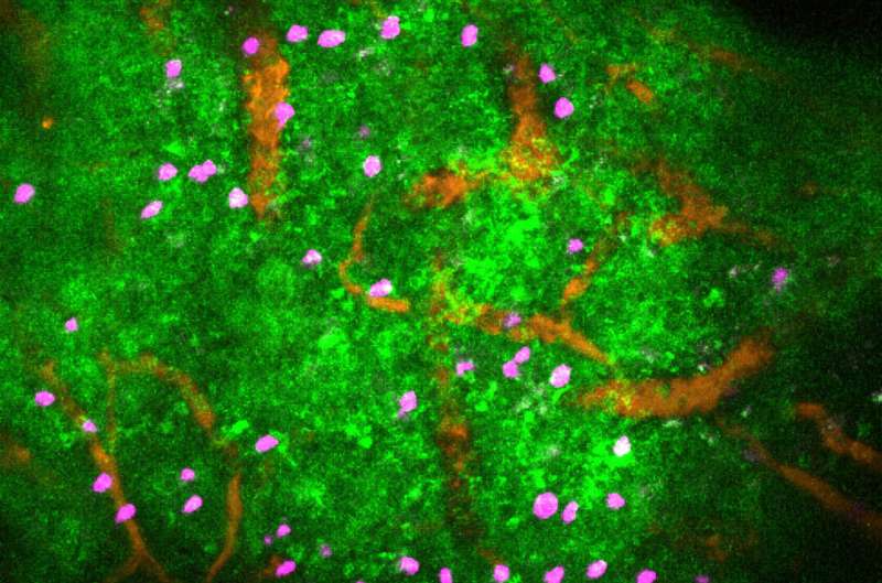 Stress slows the immune response in sick mice