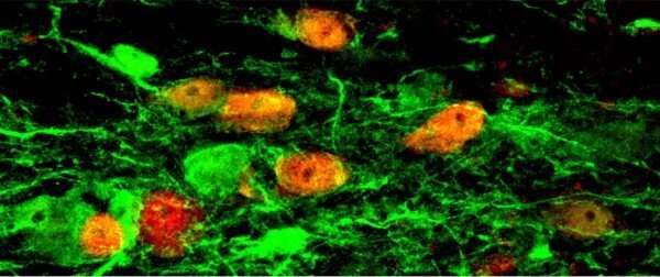 Strict lineage tracing crucial to nerve cell regeneration research