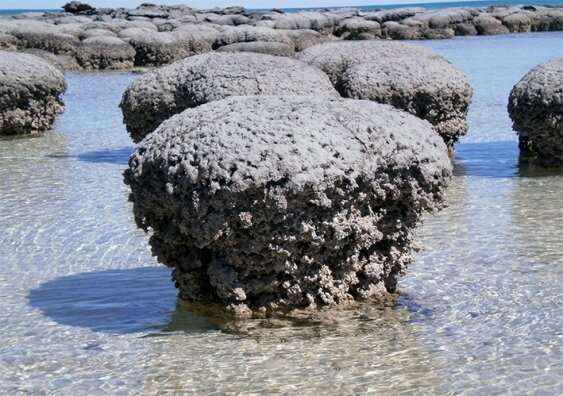 Stromatolites - fossils with the earliest life on earth - can contain viruses
