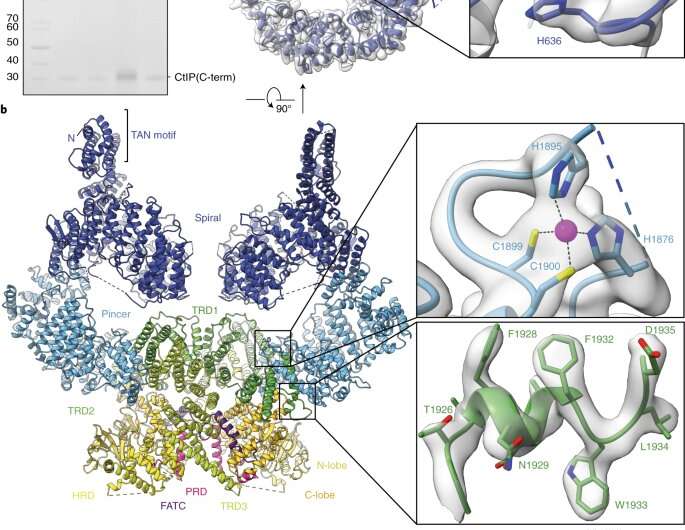 Structural biology:  Mechanisms of novel anti-cancer drugs elucidated