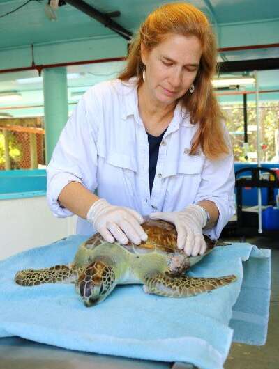 Study at Molecular Level Finds IRL Green Sea Turtles Biologically Stressed