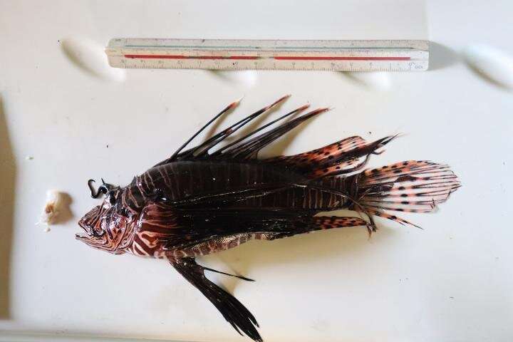 Study confirms invasive lionfish now threaten species along Brazilian coast