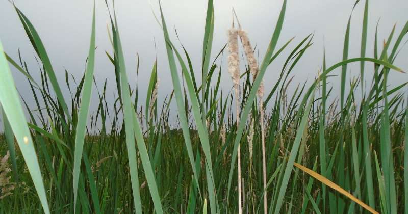 Study: constructed wetlands are best protection for agricultural runoff into waterways