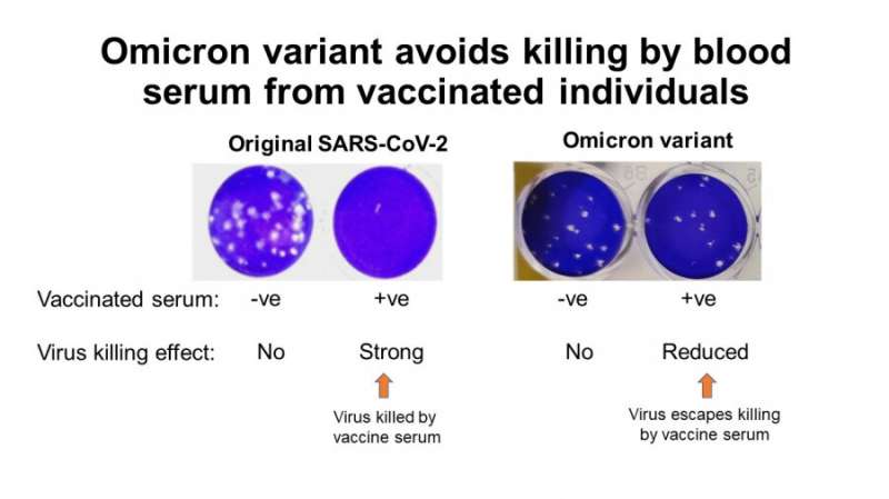 Study: COVID-19 variant Omicron significantly reduces virus neutralization ability of BioNTech vaccine