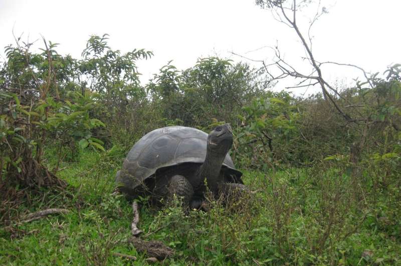 Study examines genetic gems in Galápagos giant tortoise genomes