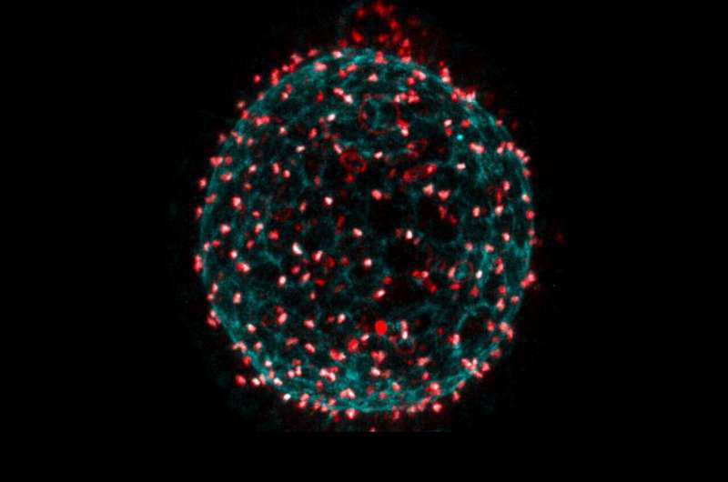 Study explores the origin of clonal dominance in excitable cell networks  