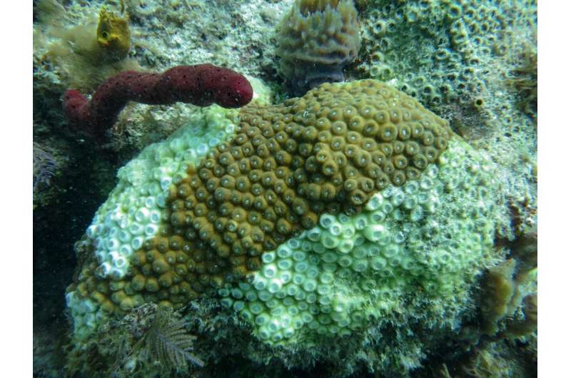 Study finds genes role in immune response of Florida corals to rapidly spreading disease