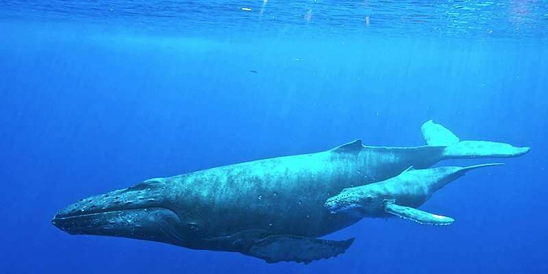 Study: Humpback whale song is about finding, not attracting, whales