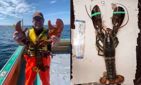 Study mapping lobster genome could hold keys to strengthening species