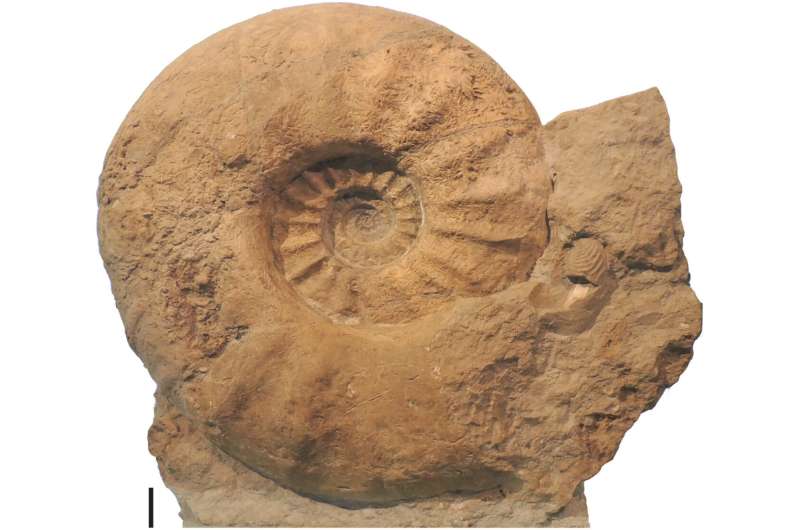 Study of giant ammonites suggest they grew large because their predators grew large