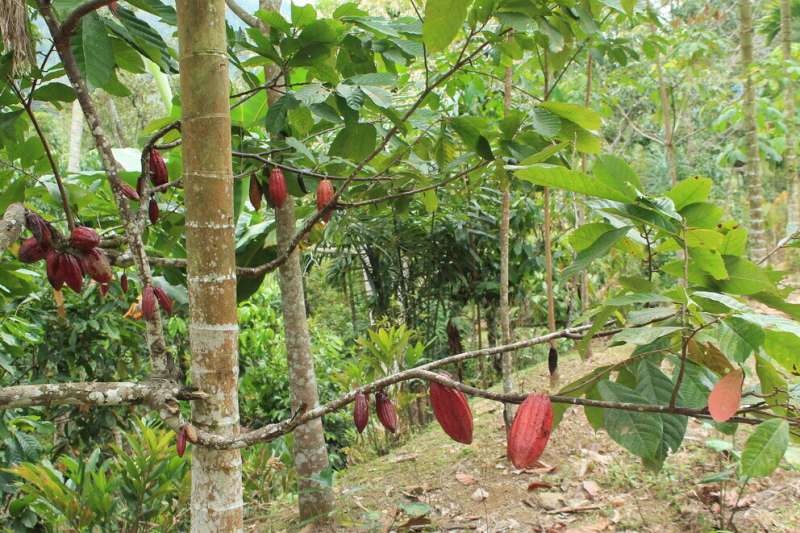 Study of structural variants in cacao genomes yields clues about plant diversity