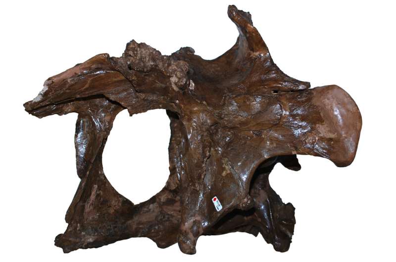 Study of tyrannosaur braincases shows more variation than previously thought