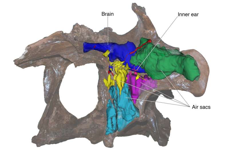 Study of tyrannosaur braincases shows more variation than previously thought