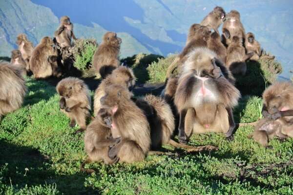 Study of wild geladas reveals mid-size group living is best for survival and fitness