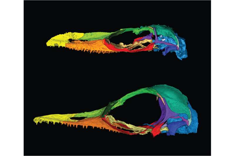 Study presents new species of bizarre, extinct lizard previously misidentified as a bird