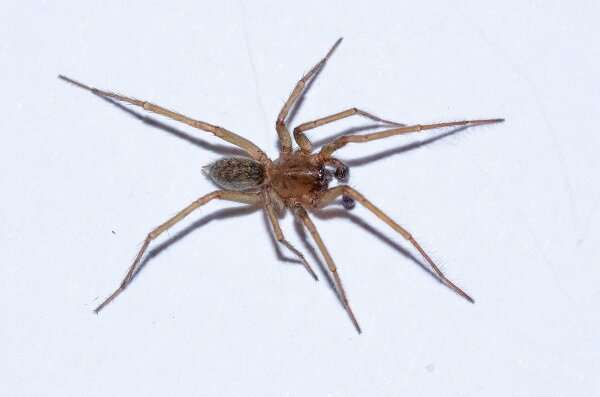 Study reveals a greater diversity of Iberian spiders previously unknown