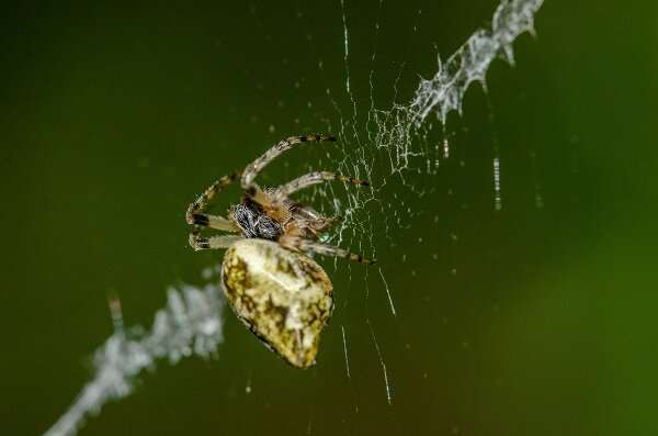 Study reveals a greater diversity of Iberian spiders previously unknown