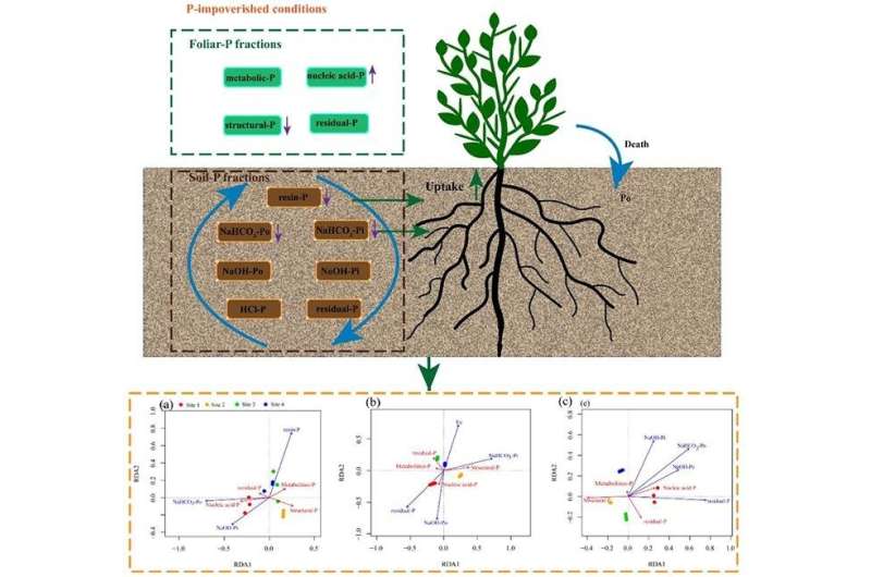 Study reveals allocation patterns of foliar-P fractions of Alhagi sparsifolia in different P availability soils