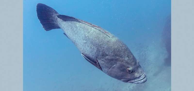 Study reveals decline in predatory fish catch on the Southeastern Brazilian Coast