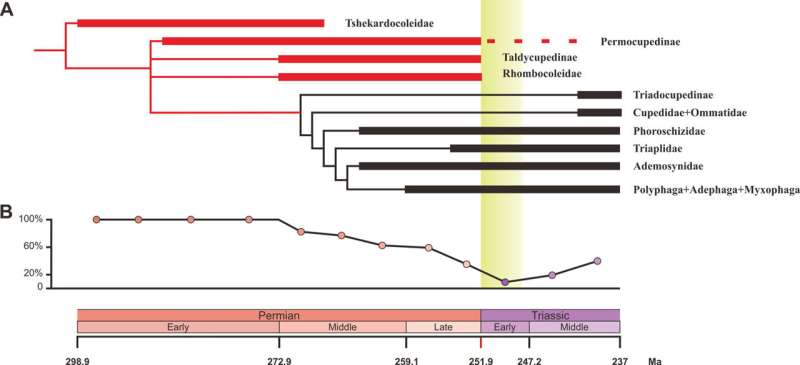 Study reveals effects of end-Permian deforestation on early evolution of beetles