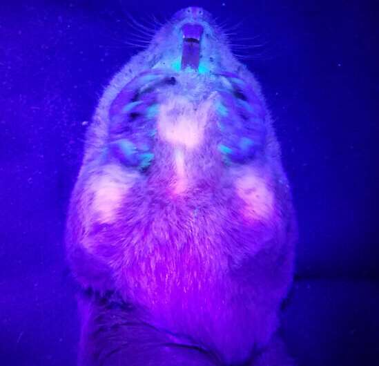 Study reveals gophers' biofluorescence