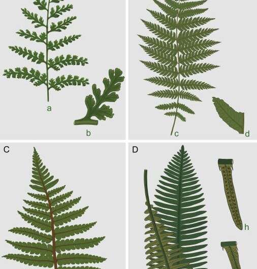 Study reveals patterns of fern communities turnover during the late triassic mass extinction