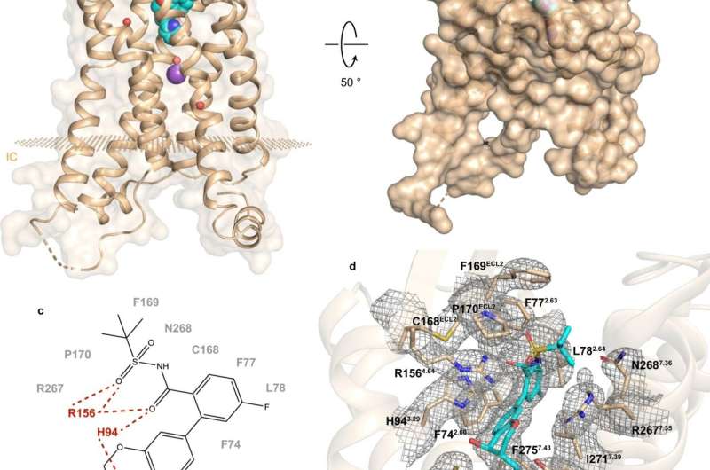 Study reveals structure of receptor implicated in type 2 diabetes and more