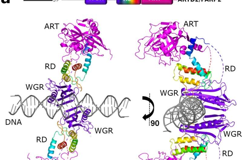 Study reveals structural changes of a key protein involved in DNA repair