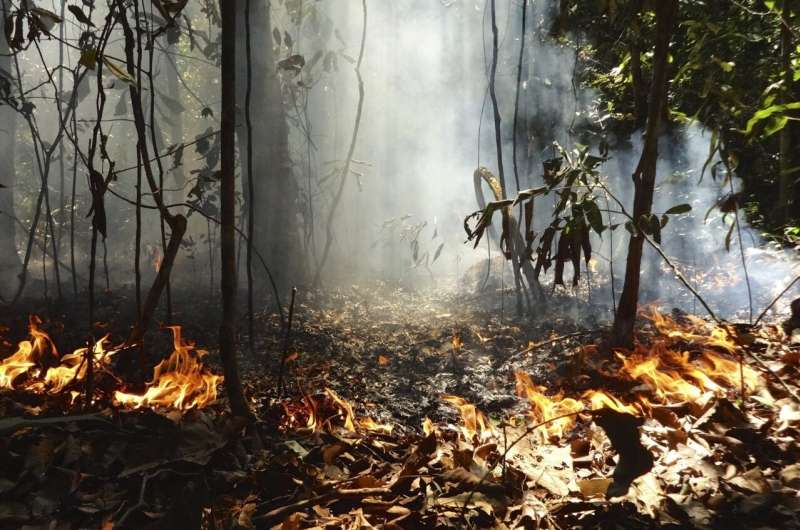 Study shows the impacts of deforestation and forest burning on biodiversity in the Amazon