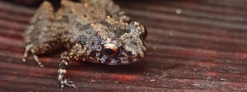 Study shows tropical frogs can adapt to climate change, but rapidly warming temperatures still pose a huge threat