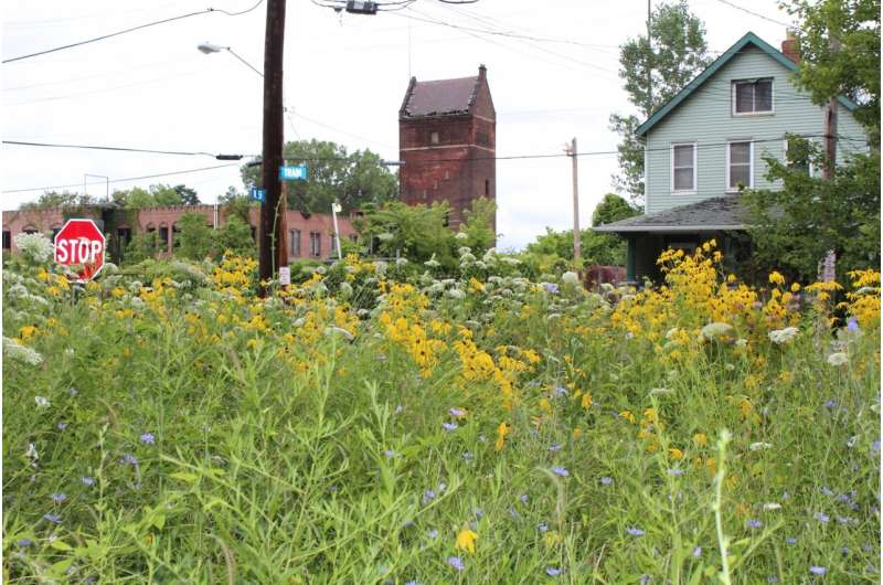 Study suggests native, city-living bees, wasps thrive in large green spaces, flowering prairies