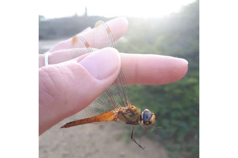 Study supports theory that dragonflies migrate across the Indian Ocean