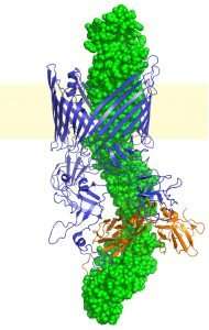 Study unravels the structure of bacterial P pili