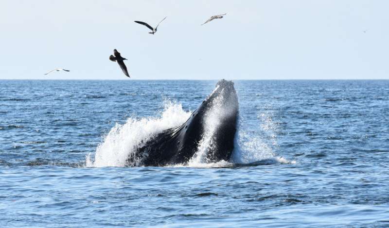 Study: Warm water ‘blob’ put whales on collision course with crab-fishing lines
