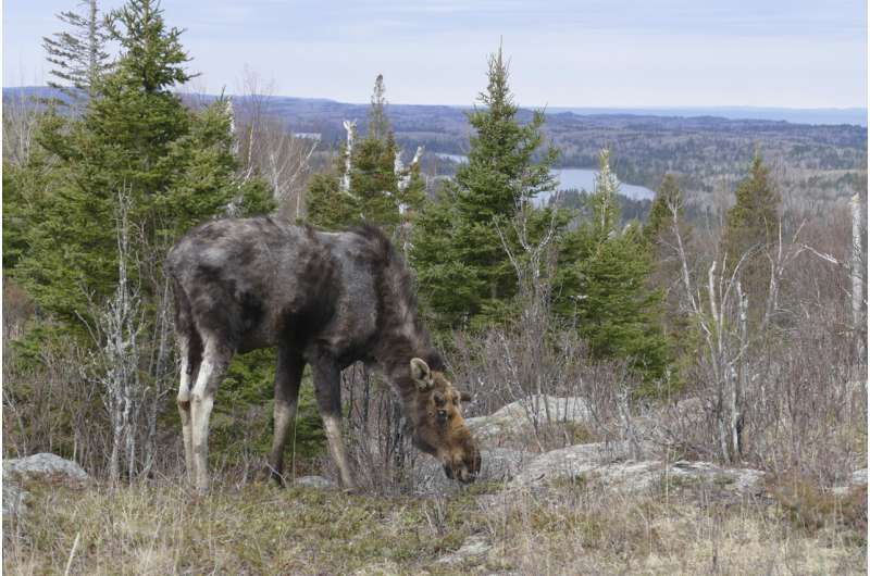 Study: Warmer summers worsen tick infestations for US moose