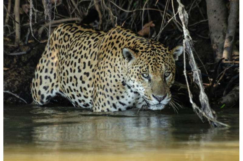 Study yields insights into the ecology of fishing jaguars, including rare social interactions