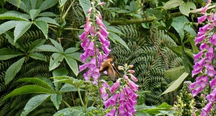 Study finds rapid evolution in foxgloves pollinated by hummingbirds
