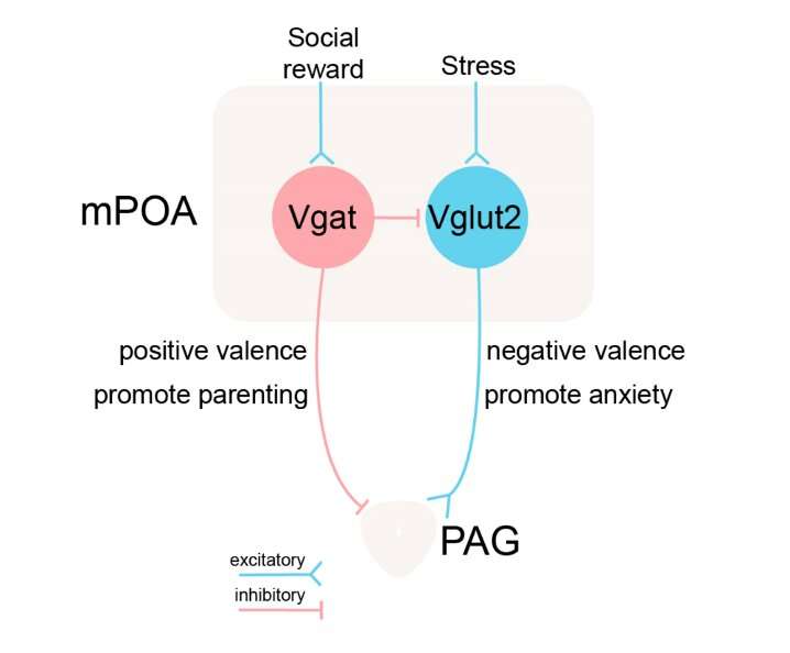 Study finds that mPOA neurons mediate stress-induced anxiety and parental behavior in mice