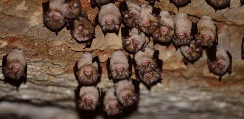 Study identifies genetic changes likely to have enabled SARS-CoV-2 to jump from bats to humans