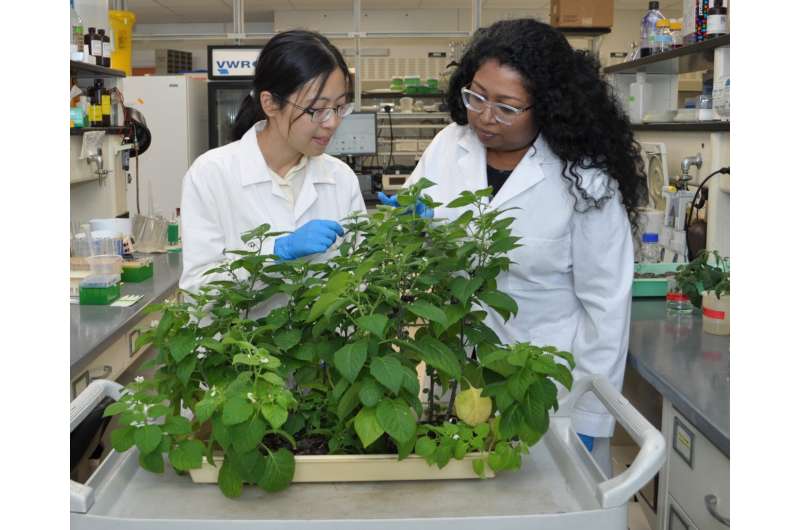 Studying plants’ protective hair